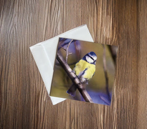 Chirpy Blue tit Blank any Occasion Greeting Card