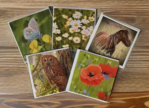 Nature Blessing Blank Greeting Card Collection of 5