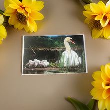 Load image into Gallery viewer, Heartwarming Swan Family Glossy Blank Greeting Card
