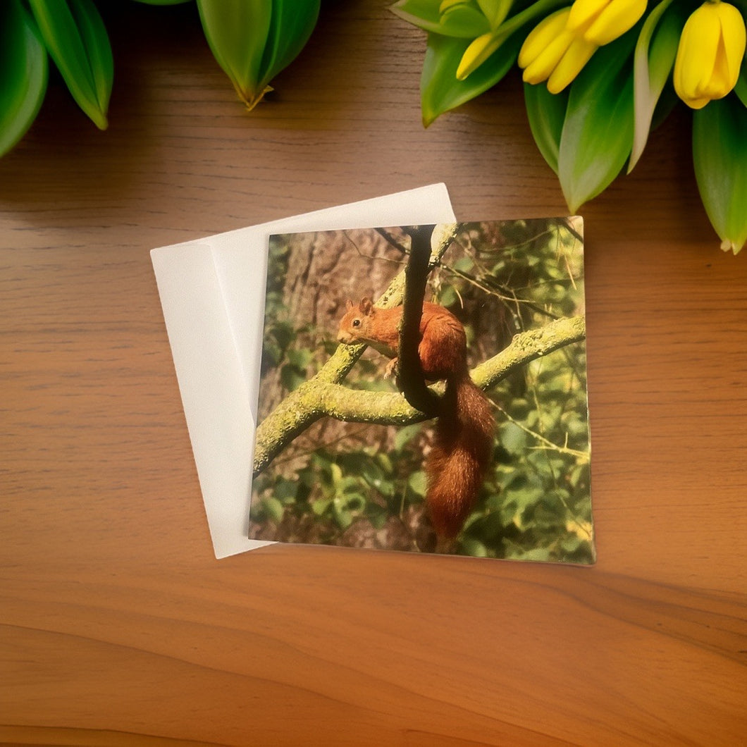 Delightful Red Squirrel Glossy Blank Greeting Card