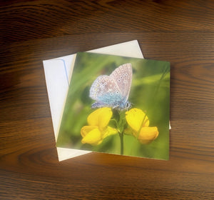 Common Blue Butterfly-Blank Cards Suitable for Any Occasion.