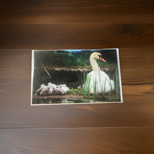 Load image into Gallery viewer, Heartwarming Swan Family Glossy Blank Greeting Card
