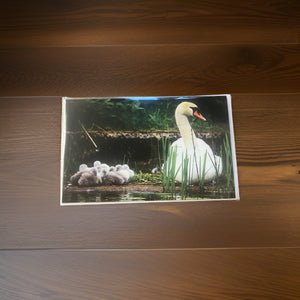 Heartwarming Swan Family Glossy Blank Greeting Card