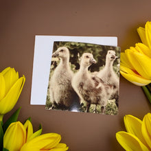 Load image into Gallery viewer, Trio of Adorable Goslings Blank Any Occasion Greeting Card
