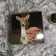 Load image into Gallery viewer, Majestic Fallow Deer Blank Greeting Cards for Any Occasions
