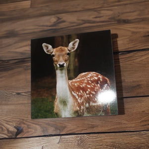 Majestic Fallow Deer Blank Greeting Cards for Any Occasions