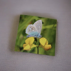 Nature Blessing Blank Greeting Card Collection of 5