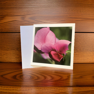 Sweet Pea Blank Card for Any Occasion