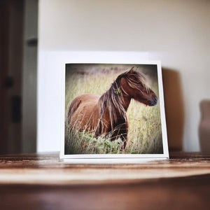 Charming Wild Horse Greeting Cards