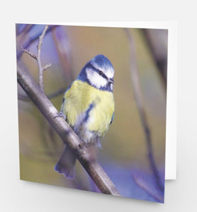 Chirpy Blue tit Blank any Occasion Greeting Card