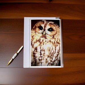 Captivating Woodland Tawny Owl Blank Greeting Card