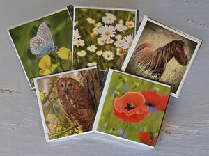 Nature Blessings Blank Greeting Card Collection of 5