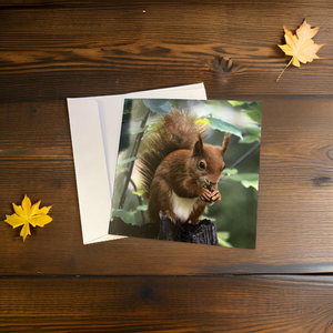 Adorable Red Squirrel Card for Any Occasion.