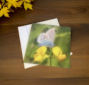 Common Blue Butterfly-Blank Cards Suitable for Any Occasion.