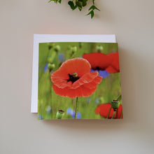 Load image into Gallery viewer, Striking Poppy Greeting Card Blank with White Envelope
