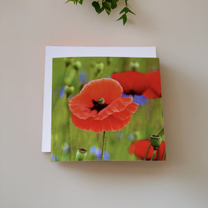 Striking Poppy Greeting Card Blank with White Envelope