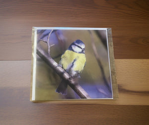 Chirpy Blue tit Blank any Occasion Greeting Card