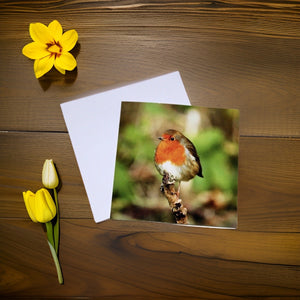 Chirpy Robin Blank any Occasion Greeting Card