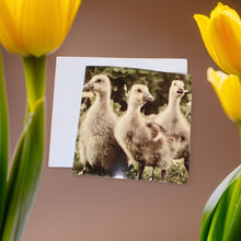 Load image into Gallery viewer, Trio of Adorable Goslings Blank Any Occasion Greeting Card
