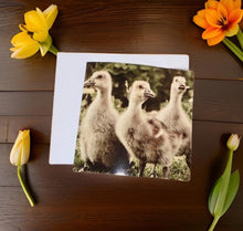 Load image into Gallery viewer, Trio of Adorable Goslings Blank Any Occasion Greeting Card
