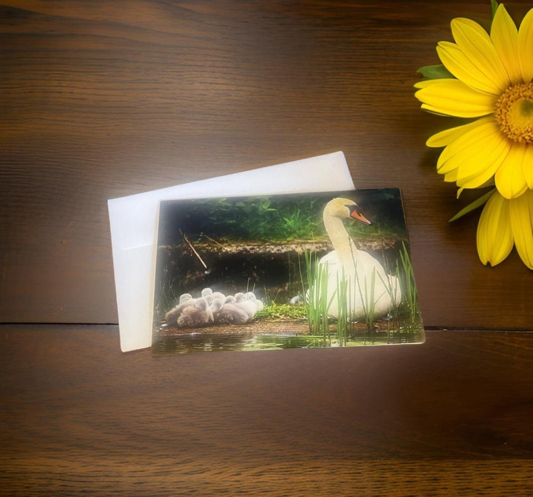 Heartwarming Swan Family Glossy Blank Greeting Card