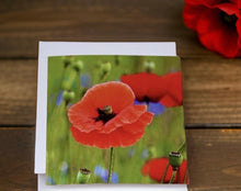 Load image into Gallery viewer, Striking Poppy Greeting Card Blank with White Envelope
