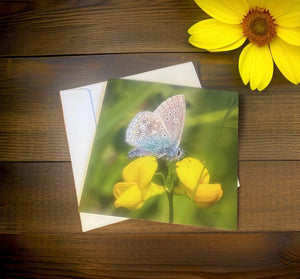 Common Blue Butterfly-Blank Cards Suitable for Any Occasion.