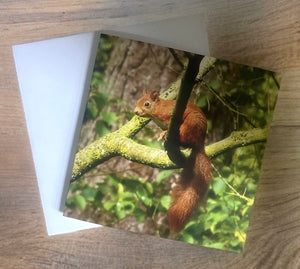 Delightful Red Squirrel Glossy Blank Greeting Card