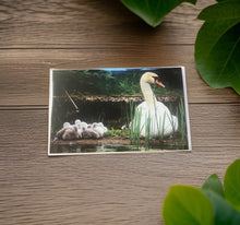 Load image into Gallery viewer, Heartwarming Swan Family Glossy Blank Greeting Card
