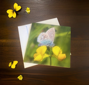 Common Blue Butterfly-Blank Cards Suitable for Any Occasion.