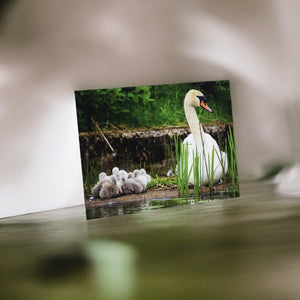 Heartwarming Swan Family Glossy Blank Greeting Card