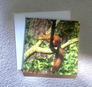 Delightful Red Squirrel Glossy Blank Greeting Card