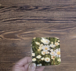 Oxeye Daisy Glossy Single Coaster