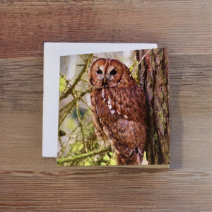 Tawny Owl Glossy Blank Greeting Cards