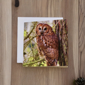 Tawny Owl Glossy Blank Greeting Cards